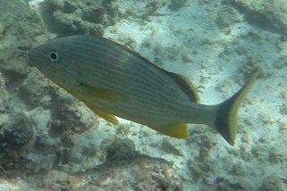 Haemulon sciurus - Blaustreifen-Grunzer (Blausteifen Grunzer)